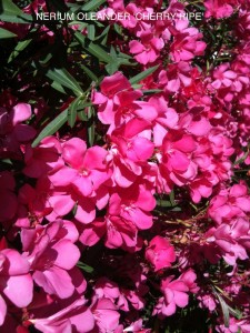 Nerium oleander 'Cherry Ripe' - blooming